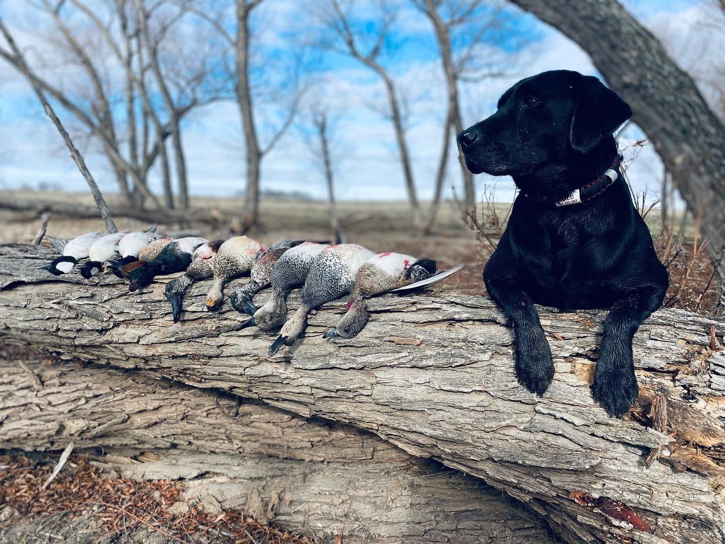 Black lab on a log beside a row of ducks taken near Dublin, Texas